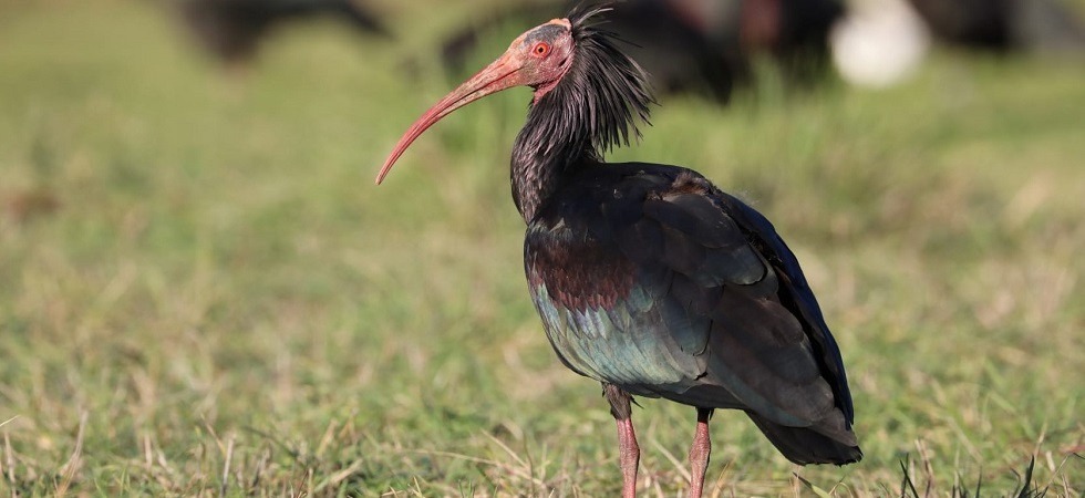 L’ibis eremita “Salvatore” potrà tornare a volare con la sua “compagna”